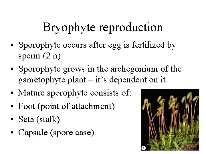 Bryophyte reproduction • Sporophyte occurs after egg is fertilized by sperm (2 n) •