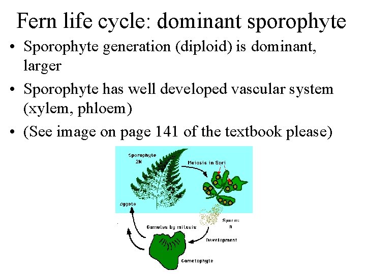 Fern life cycle: dominant sporophyte • Sporophyte generation (diploid) is dominant, larger • Sporophyte