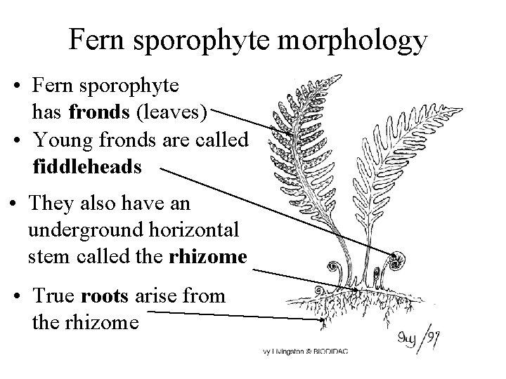 Fern sporophyte morphology • Fern sporophyte has fronds (leaves) • Young fronds are called