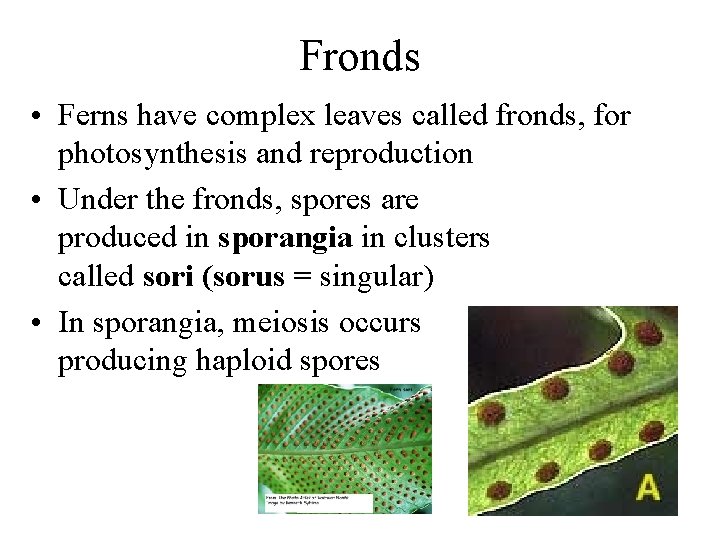 Fronds • Ferns have complex leaves called fronds, for photosynthesis and reproduction • Under