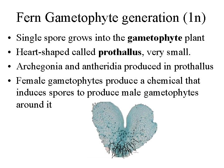 Fern Gametophyte generation (1 n) • • Single spore grows into the gametophyte plant