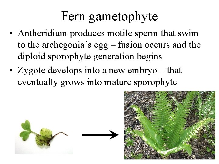 Fern gametophyte • Antheridium produces motile sperm that swim to the archegonia’s egg –
