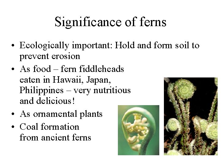 Significance of ferns • Ecologically important: Hold and form soil to prevent erosion •