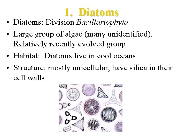 1. Diatoms • Diatoms: Division Bacillariophyta • Large group of algae (many unidentified). Relatively