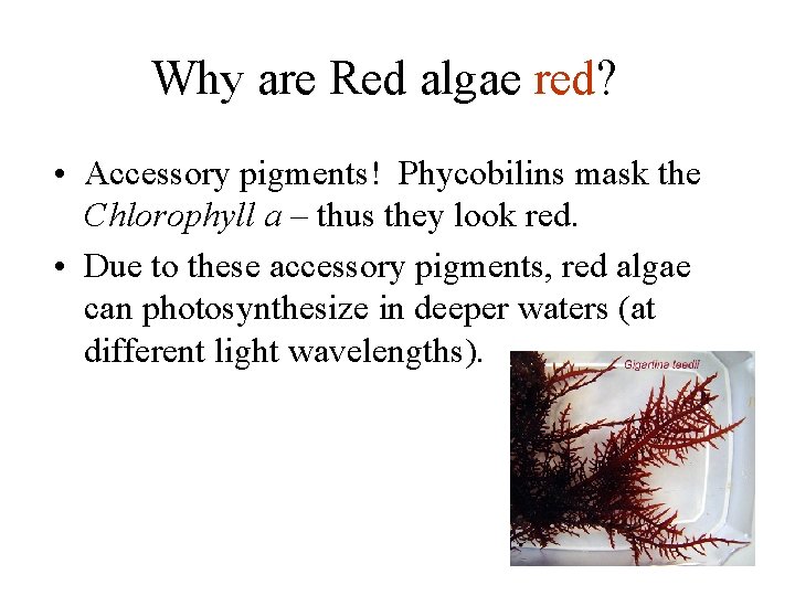 Why are Red algae red? • Accessory pigments! Phycobilins mask the Chlorophyll a –