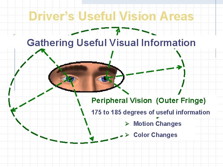 Driver’s Useful Vision Areas Gathering Useful Visual Information Peripheral Vision (Outer Fringe) 175 to