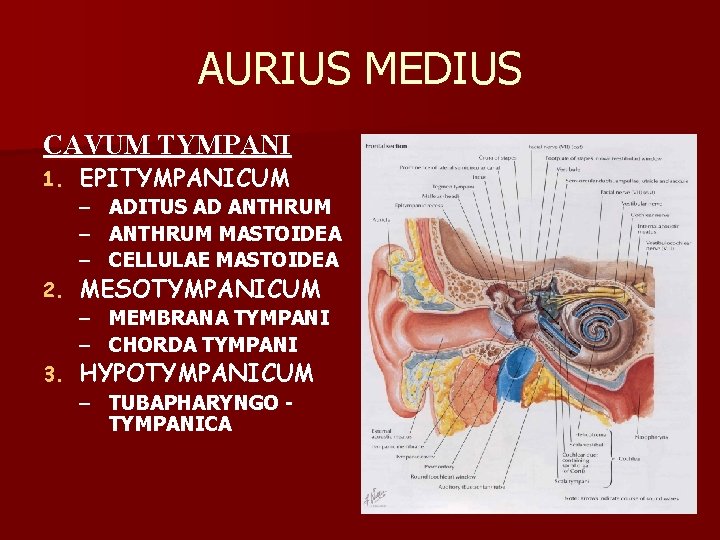 AURIUS MEDIUS CAVUM TYMPANI 1. EPITYMPANICUM – ADITUS AD ANTHRUM – ANTHRUM MASTOIDEA –
