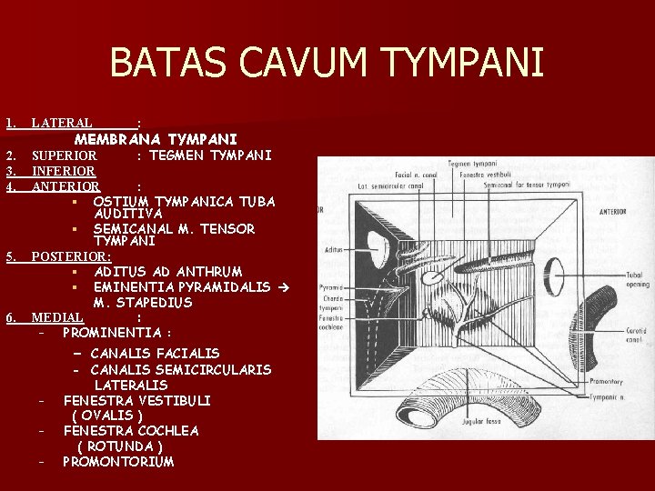 BATAS CAVUM TYMPANI 1. LATERAL 2. 3. 4. SUPERIOR : TEGMEN TYMPANI INFERIOR ANTERIOR