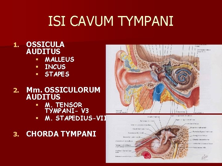 ISI CAVUM TYMPANI 1. OSSICULA AUDITUS § MALLEUS § INCUS § STAPES 2. Mm.