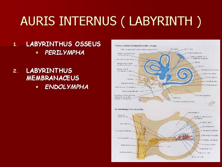 AURIS INTERNUS ( LABYRINTH ) 1. LABYRINTHUS OSSEUS § PERILYMPHA 2. LABYRINTHUS MEMBRANACEUS §