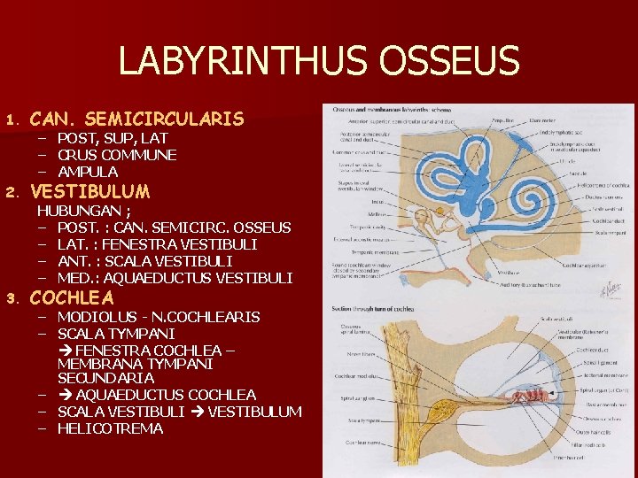 LABYRINTHUS OSSEUS 1. CAN. SEMICIRCULARIS 2. VESTIBULUM 3. COCHLEA – POST, SUP, LAT –