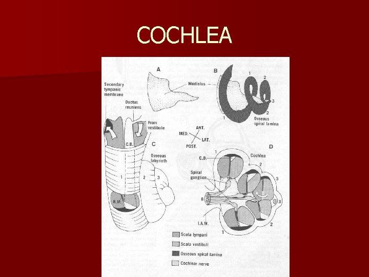 COCHLEA 