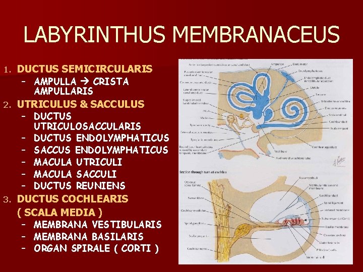 LABYRINTHUS MEMBRANACEUS 1. DUCTUS SEMICIRCULARIS 2. UTRICULUS & SACCULUS 3. DUCTUS COCHLEARIS ( SCALA