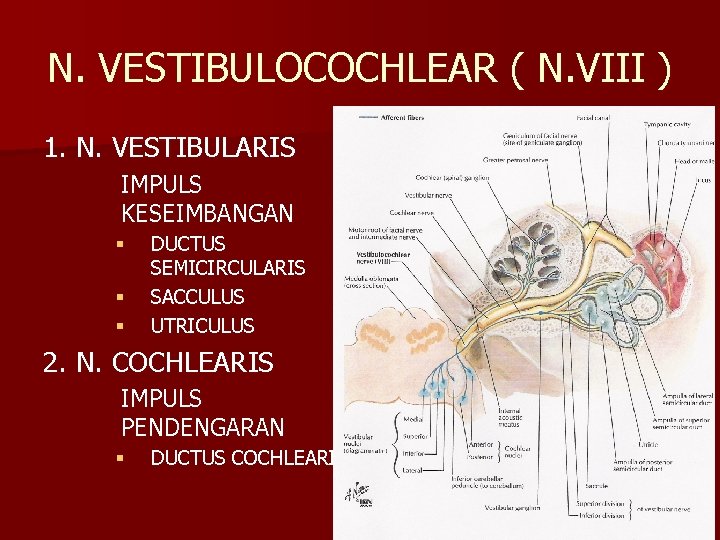 N. VESTIBULOCOCHLEAR ( N. VIII ) 1. N. VESTIBULARIS IMPULS KESEIMBANGAN § § §