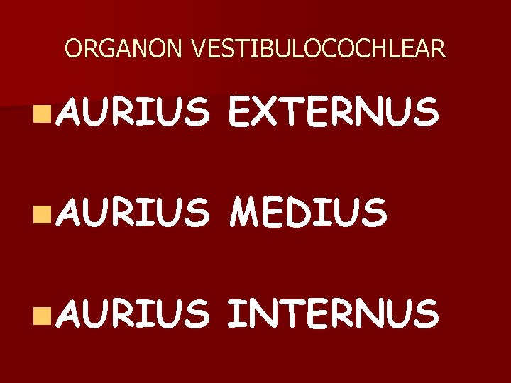 ORGANON VESTIBULOCOCHLEAR n. AURIUS EXTERNUS n. AURIUS MEDIUS n. AURIUS INTERNUS 