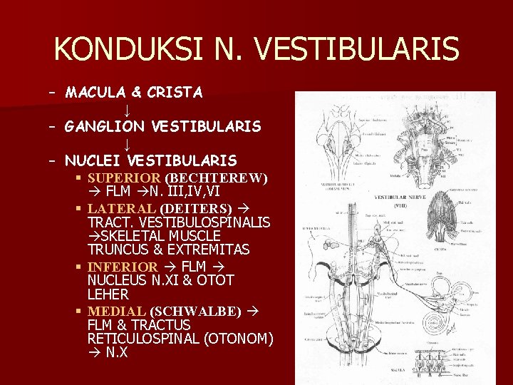 KONDUKSI N. VESTIBULARIS – MACULA & CRISTA ↓ – GANGLION VESTIBULARIS ↓ – NUCLEI