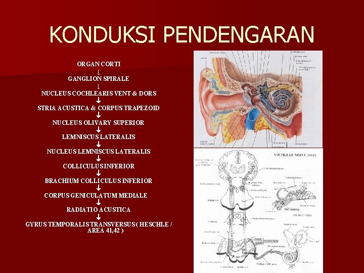 KONDUKSI PENDENGARAN ORGAN CORTI ↓ GANGLION SPIRALE ↓ NUCLEUS COCHLEARIS VENT & DORS STRIA