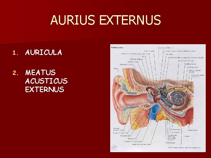 AURIUS EXTERNUS 1. AURICULA 2. MEATUS ACUSTICUS EXTERNUS 