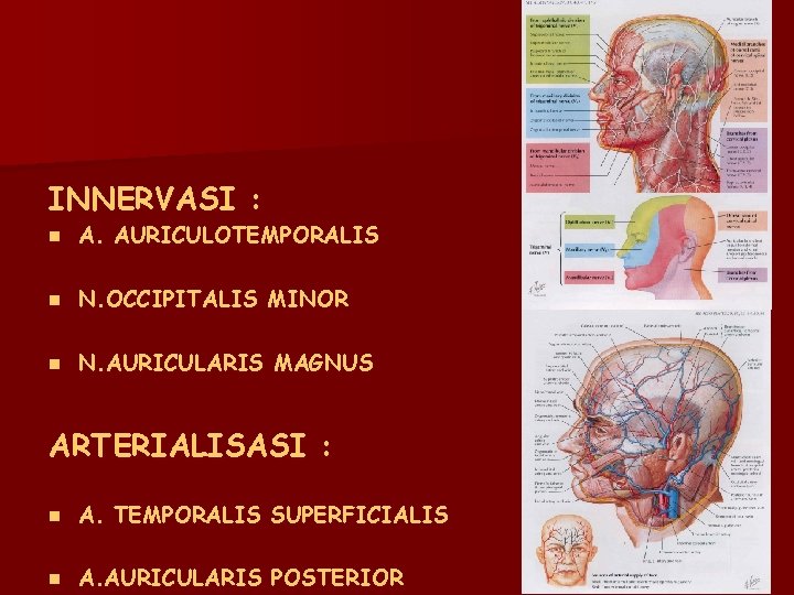 INNERVASI : n A. AURICULOTEMPORALIS n N. OCCIPITALIS MINOR n N. AURICULARIS MAGNUS ARTERIALISASI