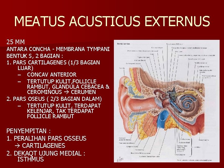 MEATUS ACUSTICUS EXTERNUS 25 MM ANTARA CONCHA - MEMBRANA TYMPANI BENTUK S, 2 BAGIAN