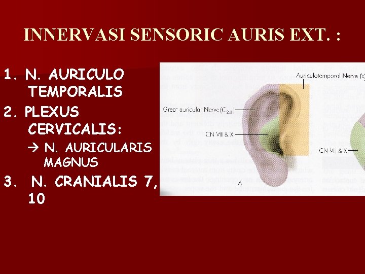 INNERVASI SENSORIC AURIS EXT. : 1. N. AURICULO TEMPORALIS 2. PLEXUS CERVICALIS: N. AURICULARIS