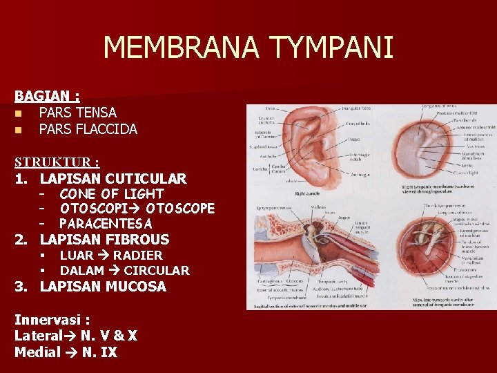 MEMBRANA TYMPANI BAGIAN : n PARS TENSA n PARS FLACCIDA STRUKTUR : 1. LAPISAN