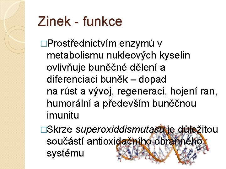 Zinek funkce �Prostřednictvím enzymů v metabolismu nukleových kyselin ovlivňuje buněčné dělení a diferenciaci buněk