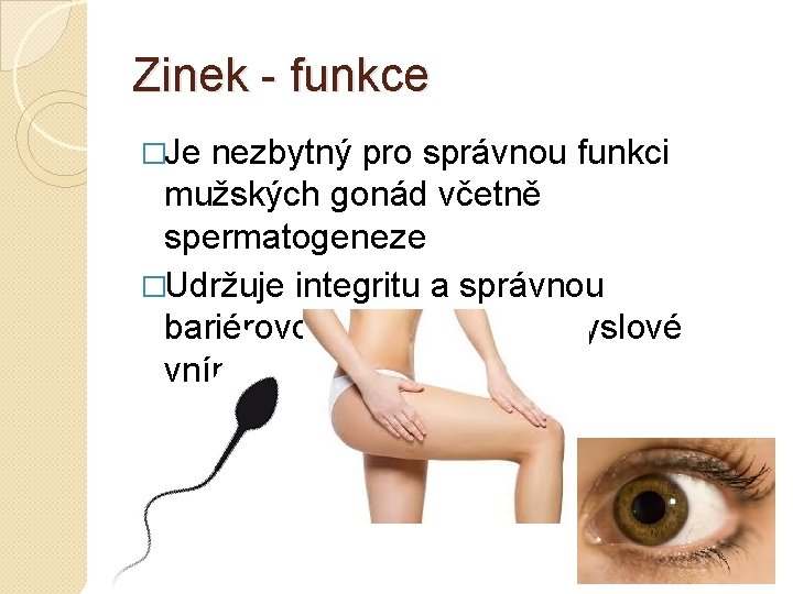 Zinek funkce �Je nezbytný pro správnou funkci mužských gonád včetně spermatogeneze �Udržuje integritu a