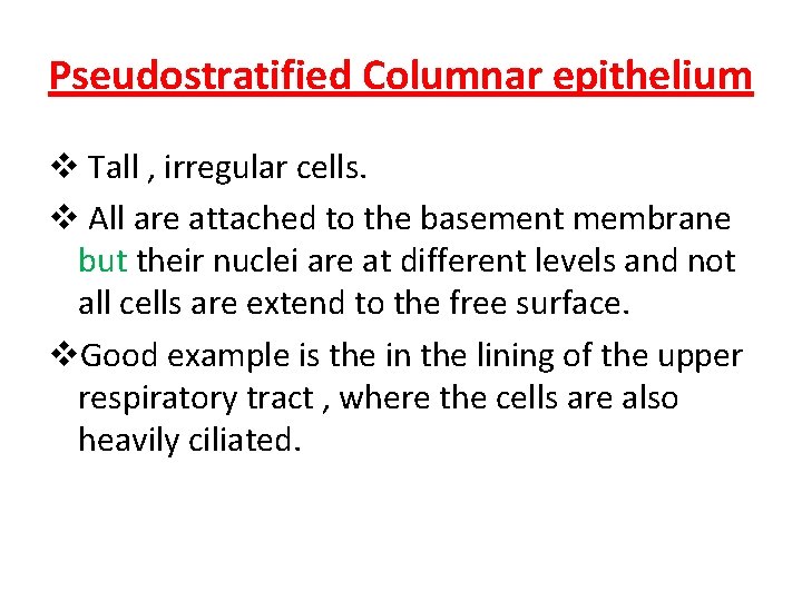 Pseudostratified Columnar epithelium v Tall , irregular cells. v All are attached to the