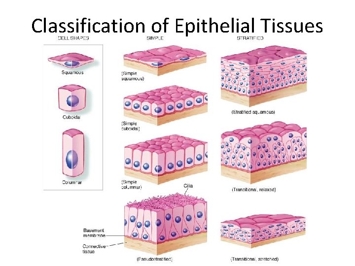 Classification of Epithelial Tissues 