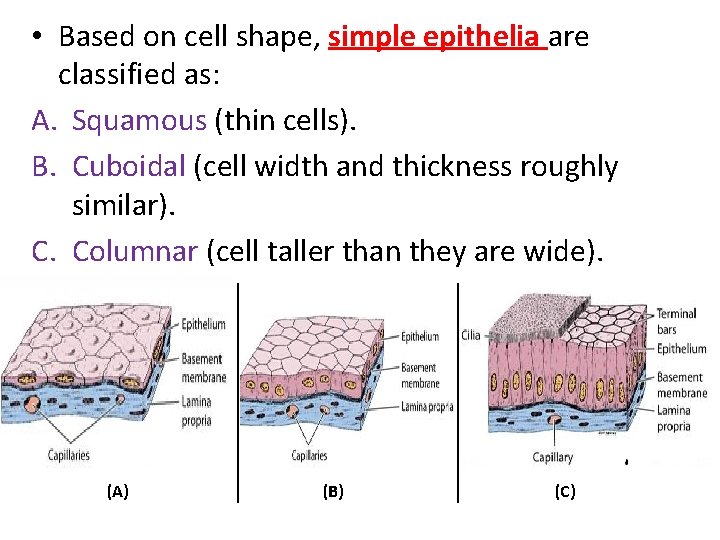  • Based on cell shape, simple epithelia are classified as: A. Squamous (thin