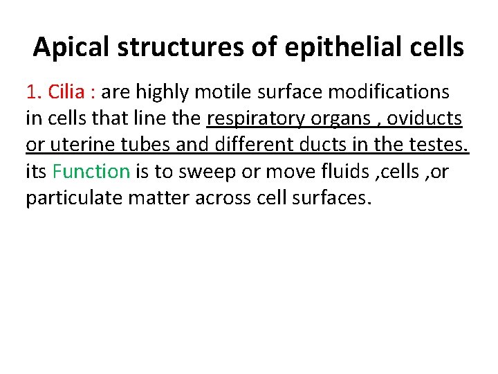 Apical structures of epithelial cells 1. Cilia : are highly motile surface modifications in