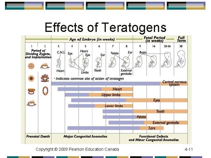 Effects of Teratogens Copyright © 2009 Pearson Education Canada 4 -11 