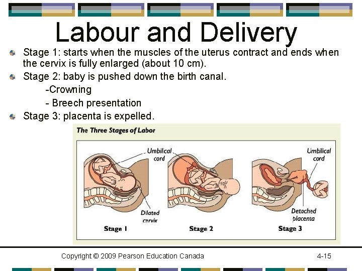 Labour and Delivery Stage 1: starts when the muscles of the uterus contract and