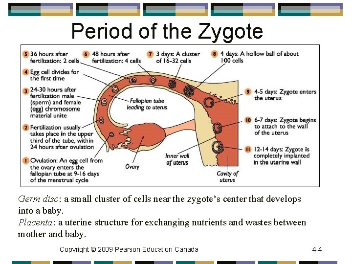 Period of the Zygote Germ disc: a small cluster of cells near the zygote’s