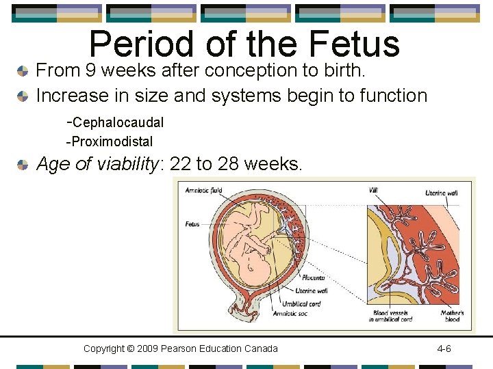 Period of the Fetus From 9 weeks after conception to birth. Increase in size