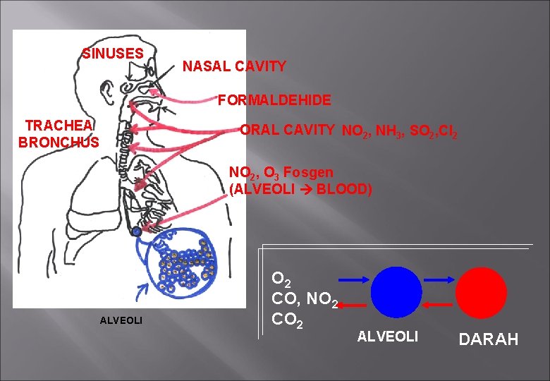 SINUSES NASAL CAVITY FORMALDEHIDE TRACHEA BRONCHUS ORAL CAVITY NO 2, NH 3, SO 2,