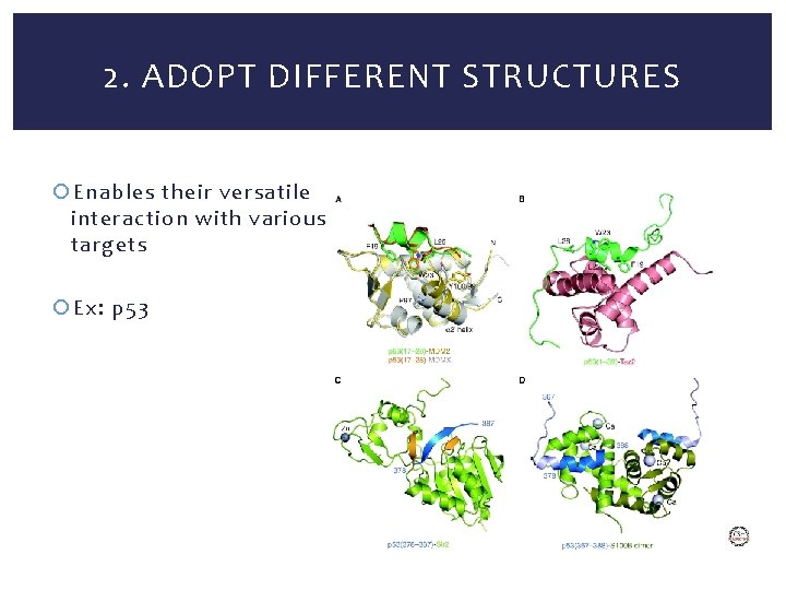 2. ADOPT DIFFERENT STRUCTURES Enables their versatile interaction with various targets Ex: p 53