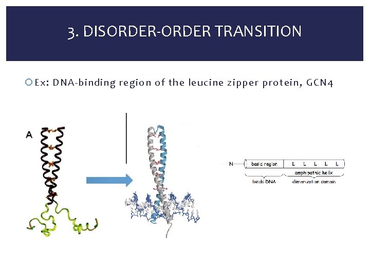 3. DISORDER-ORDER TRANSITION Ex: DNA-binding region of the leucine zipper protein, GCN 4 