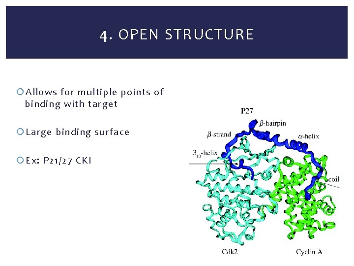 4. OPEN STRUCTURE Allows for multiple points of binding with target Large binding surface