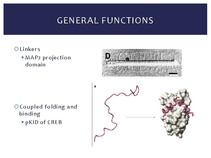 GENERAL FUNCTIONS Linkers § MAP 2 projection domain Coupled folding and binding § p.