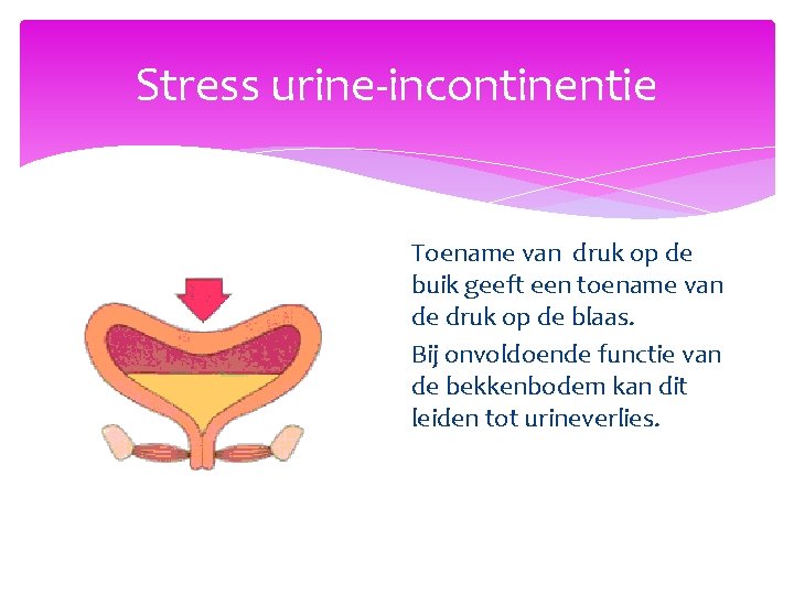 Stress urine-incontinentie Toename van druk op de buik geeft een toename van de druk