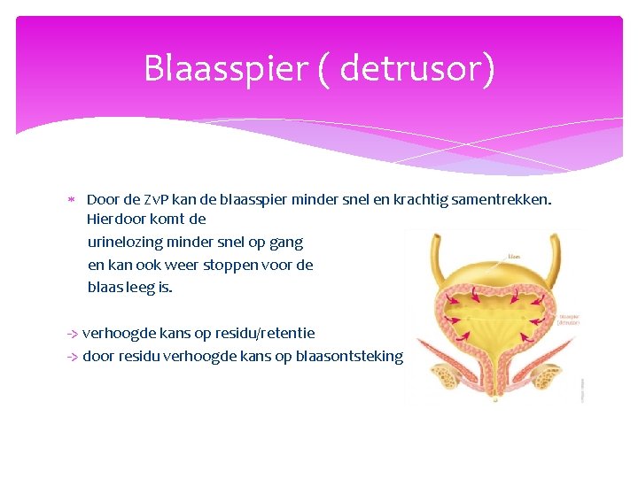 Blaasspier ( detrusor) Door de Zv. P kan de blaasspier minder snel en krachtig