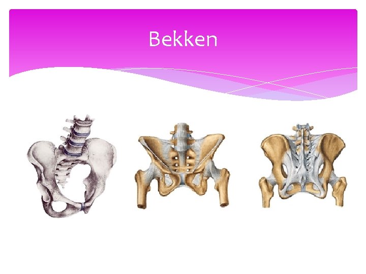 Bekken 