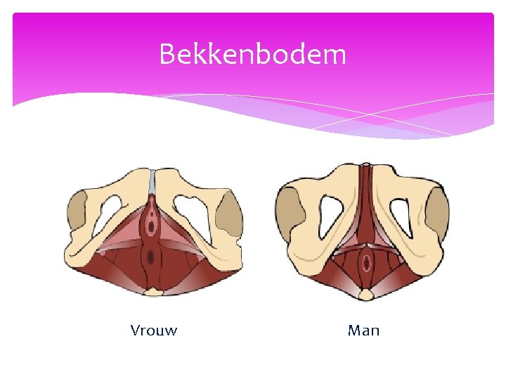 Bekkenbodem Vrouw Man 