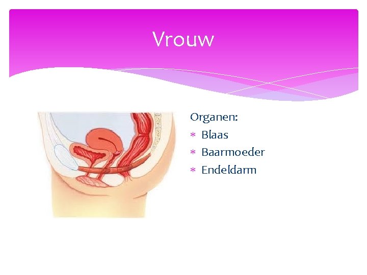 Vrouw Organen: Blaas Baarmoeder Endeldarm 