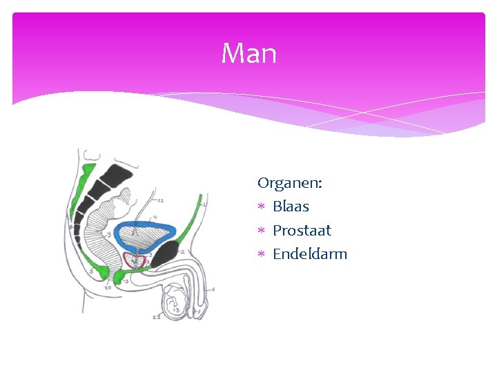Man Organen: Blaas Prostaat Endeldarm 