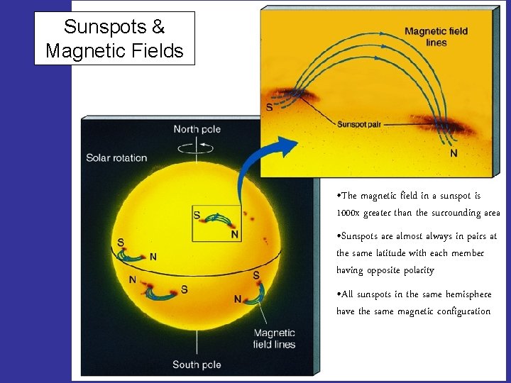 Sunspots & Magnetic Fields • The magnetic field in a sunspot is 1000 x