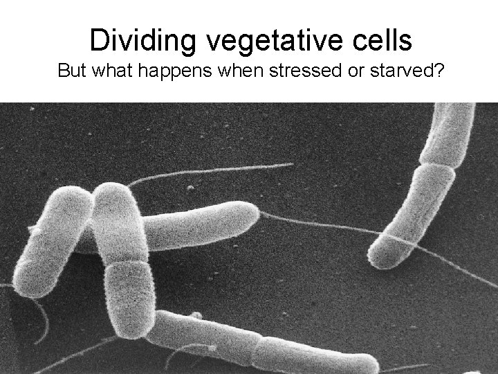 Dividing vegetative cells But what happens when stressed or starved? 