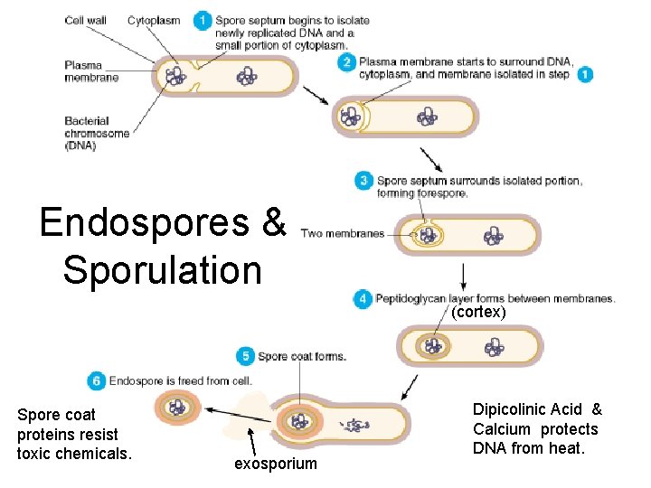 Endospores & Sporulation (cortex) Spore coat proteins resist toxic chemicals. exosporium Dipicolinic Acid &